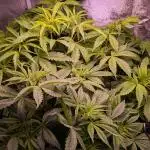 Auto Fractal Divine Seeds