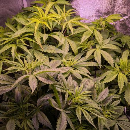 Auto Fractal Divine Seeds
