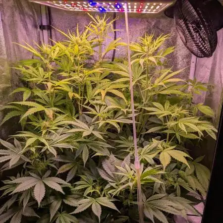 Auto Fractal Divine Seeds