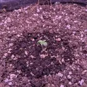 DC Cure1:1 Medical CBD Run Organic Soil