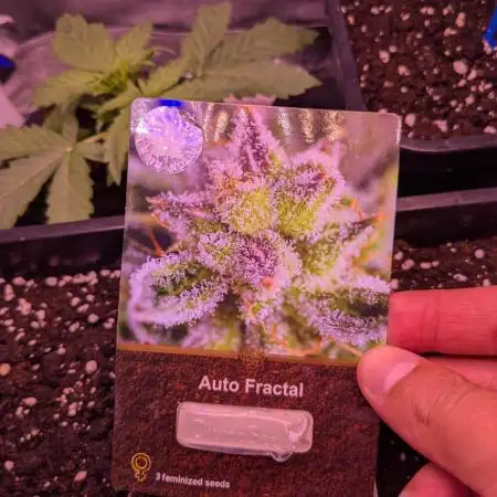 Auto Fractal Divine Seeds