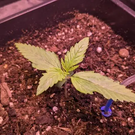 Auto Fractal Divine Seeds