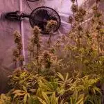 Auto Fractal Divine Seeds