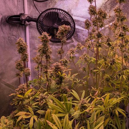 Auto Fractal Divine Seeds