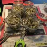 Auto Fractal Divine Seeds