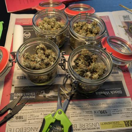 Auto Fractal Divine Seeds