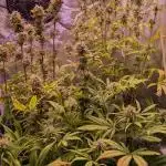 Auto Fractal Divine Seeds