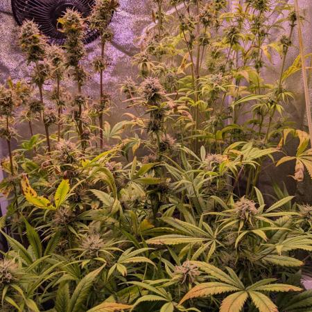 Auto Fractal Divine Seeds