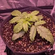 DC Cure1:1 Medical CBD Run Organic Soil
