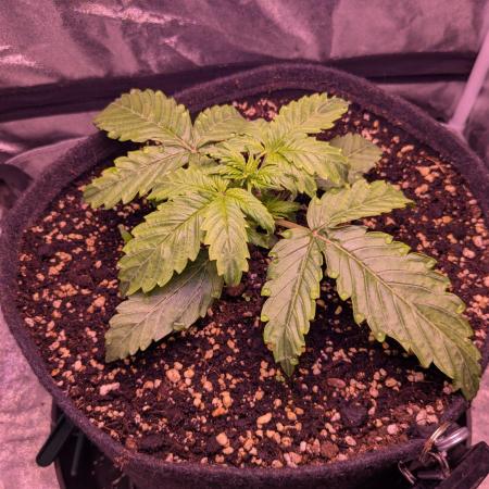 DC Cure1:1 Medical CBD Run Organic Soil