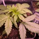 Auto Fractal Divine Seeds