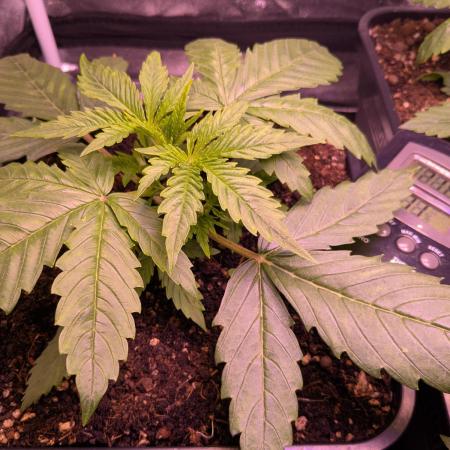 Auto Fractal Divine Seeds