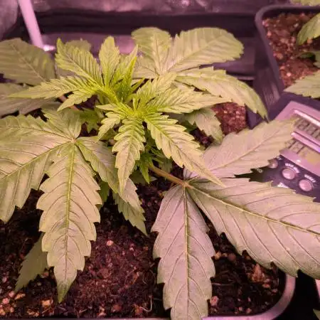 Auto Fractal Divine Seeds