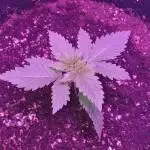 Secret420gardens 