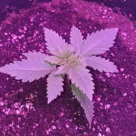 Secret420gardens 