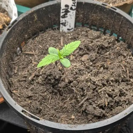 Autopot 8,5l - Auto Pablo Escobar