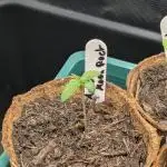 Autopot 8,5l - Auto Moon Rock