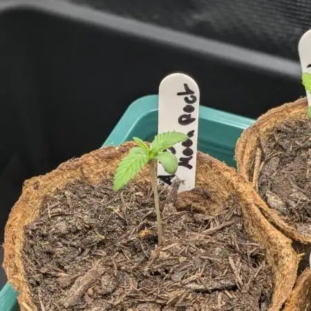 Autopot 8,5l - Auto Moon Rock