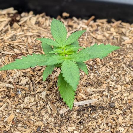 Autopot 8,5l - Purplematic Cbd