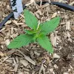 Autopot 8,5l - Auto Pablo Escobar