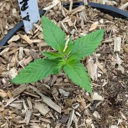 Autopot 8,5l - Auto Pablo Escobar