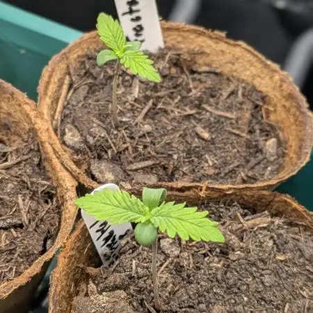Autopot 8,5l - Auto Fractal