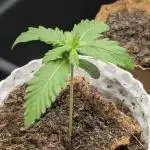 Autopot 8,5l - Purplematic Cbd