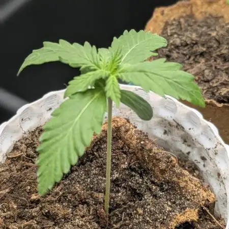 Autopot 8,5l - Purplematic Cbd