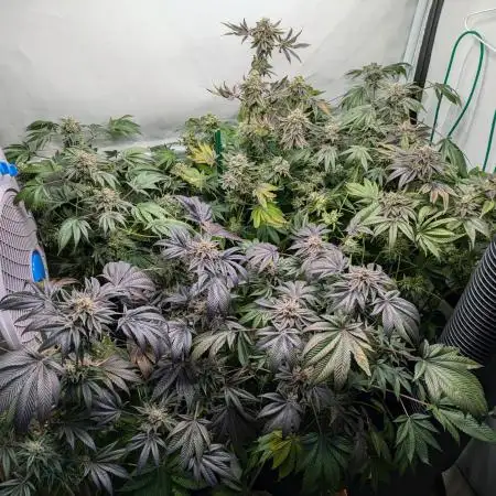 The Ozz of the Perfect Tree (Mimozz - Tropicozz)