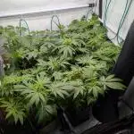Stroll to Barney's, Mimosa X Orange Punch and Blueberry OG