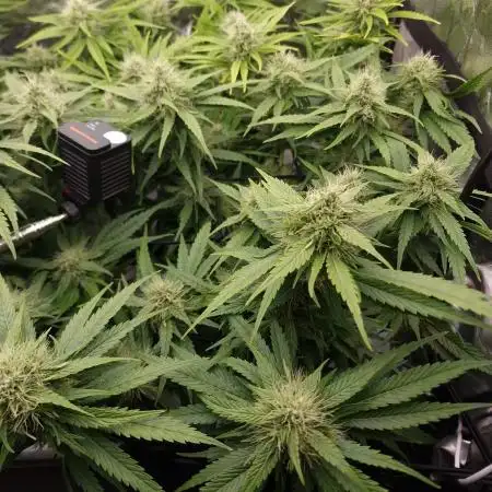 DTW HPA|High Pressure Aeroponic|DSH