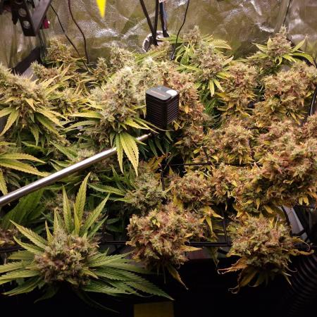 DTW HPA|High Pressure Aeroponic|DSH