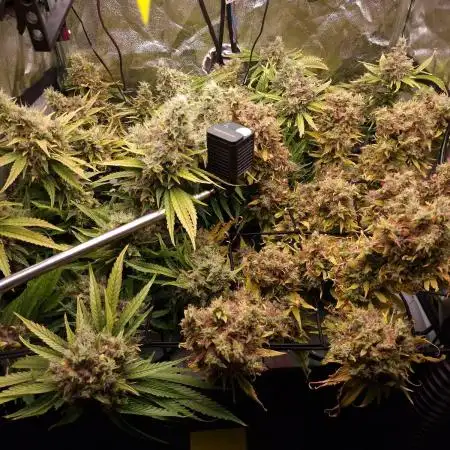 DTW HPA|High Pressure Aeroponic|DSH