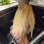 DTW HPA|High Pressure Aeroponic|DSH