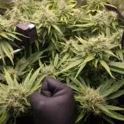 DTW HPA|High Pressure Aeroponic|DSH