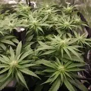 DTW HPA|High Pressure Aeroponic|DSH