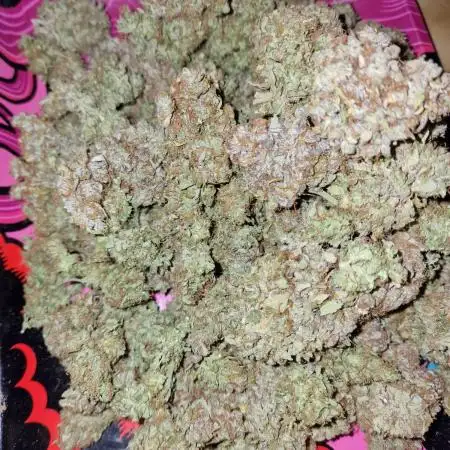 DTW HPA|High Pressure Aeroponic|DSH