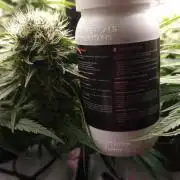 DTW HPA|High Pressure Aeroponic|DSH