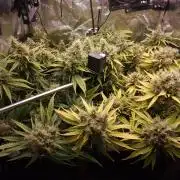 DTW HPA|High Pressure Aeroponic|DSH