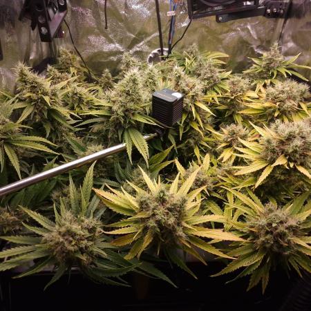 DTW HPA|High Pressure Aeroponic|DSH