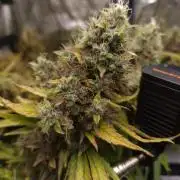 DTW HPA|High Pressure Aeroponic|DSH