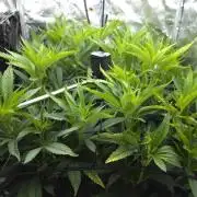 Bazooka Orange Gum #1 | Clone Only HPA