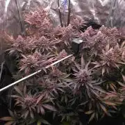 DTW HPA Aeroponic Super Buff Cherry #26