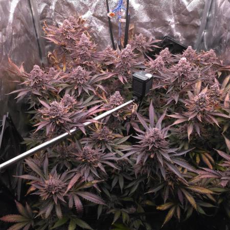 DTW HPA Aeroponic Super Buff Cherry #26