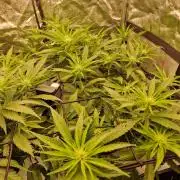 DTW HPA|High Pressure Aeroponic|DSH