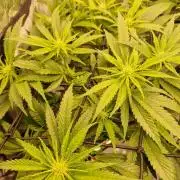 DTW HPA|High Pressure Aeroponic|DSH