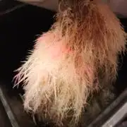 DTW HPA|High Pressure Aeroponic|DSH