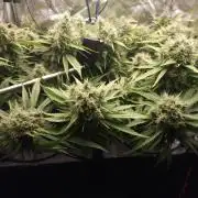 DTW HPA|High Pressure Aeroponic|DSH