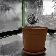 Royal Critical first Time Grower