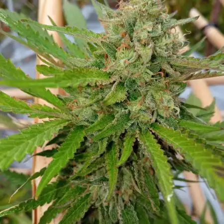 Pound cake auto